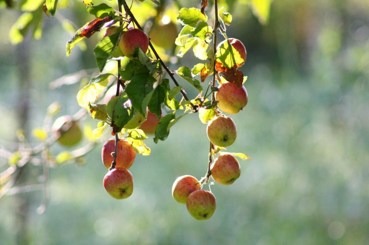 Appartamento Forsthof Niendorf Teterow Esterno foto